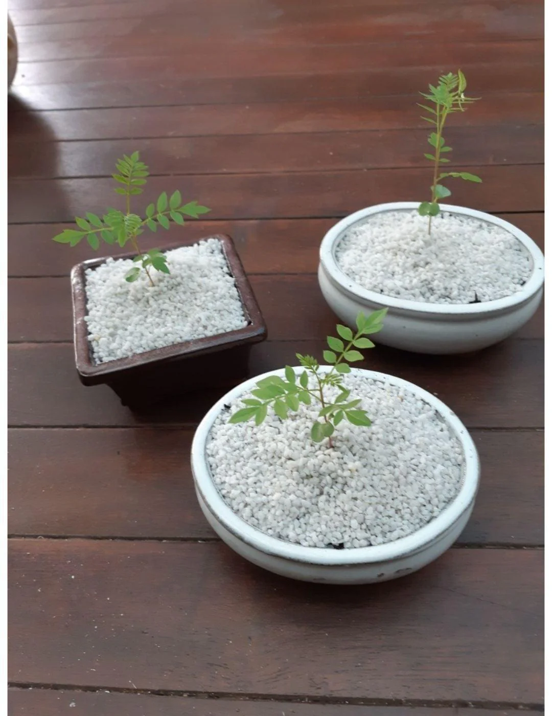 Bonsai Starter Kit- Appleblossom - Image 3