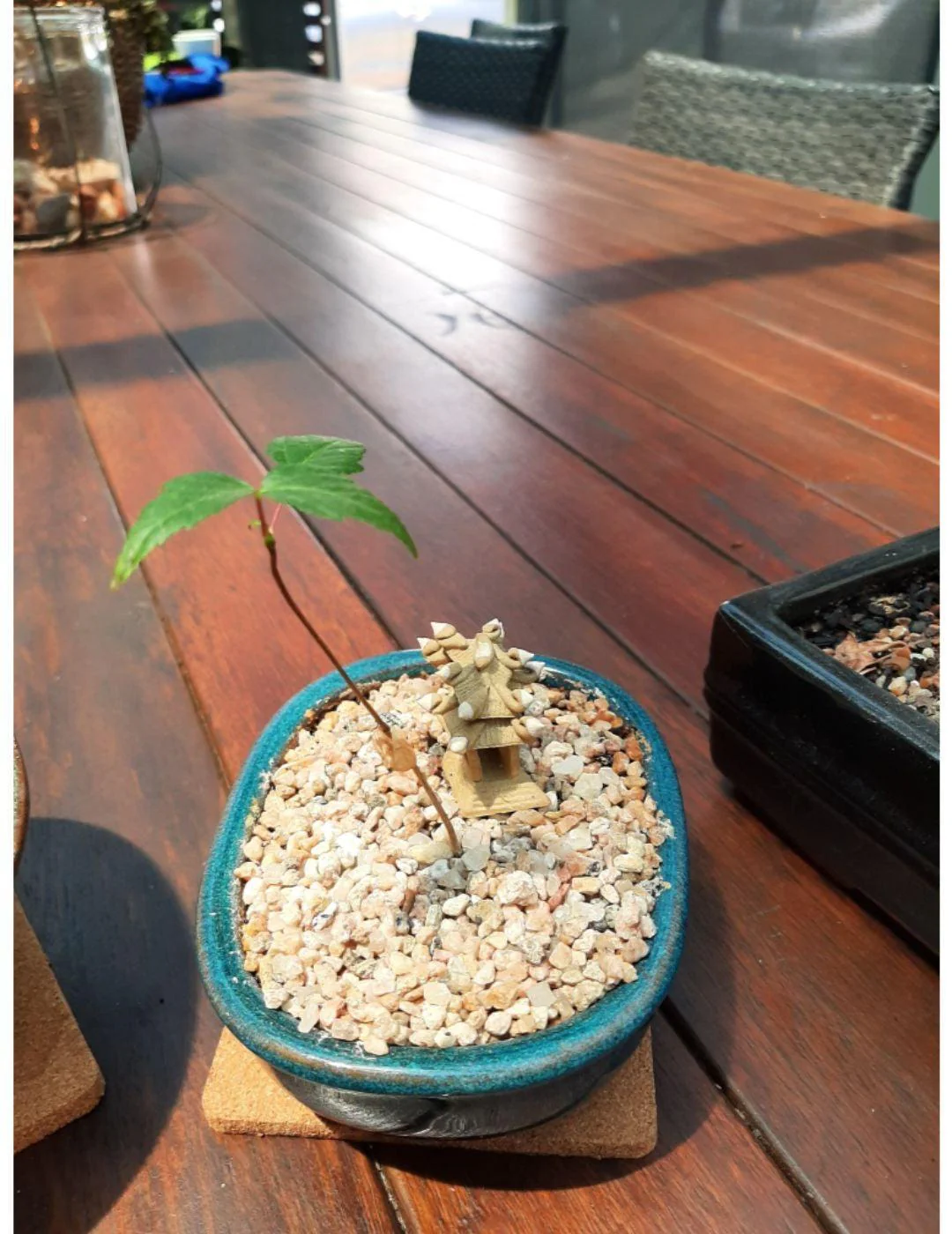 Bonsai Starter Kit - Maple - Image 3