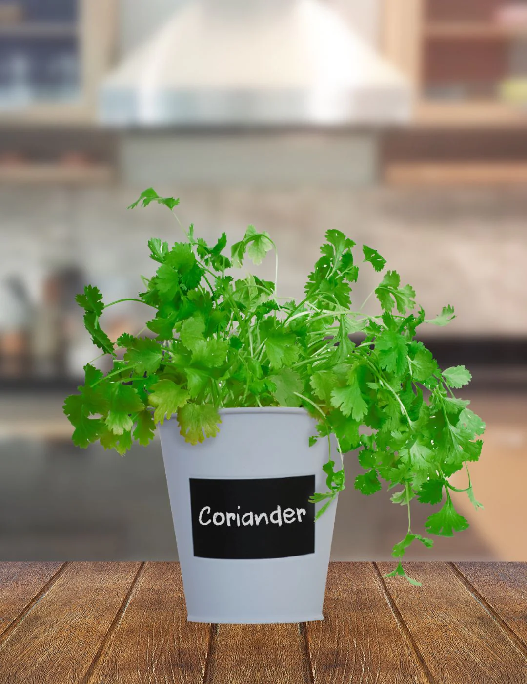 Coriander- Chalkboard Grow Kit Tin - Image 4