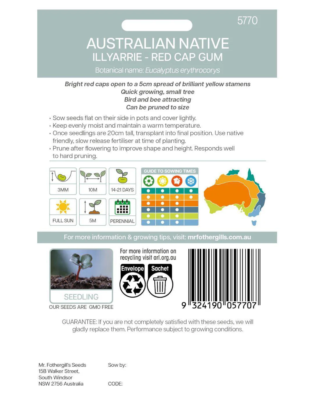 Illyarrie Red Cap Gum WILDFLOWER - NOT AVAILABLE TO WA/TAS/SA - Image 3