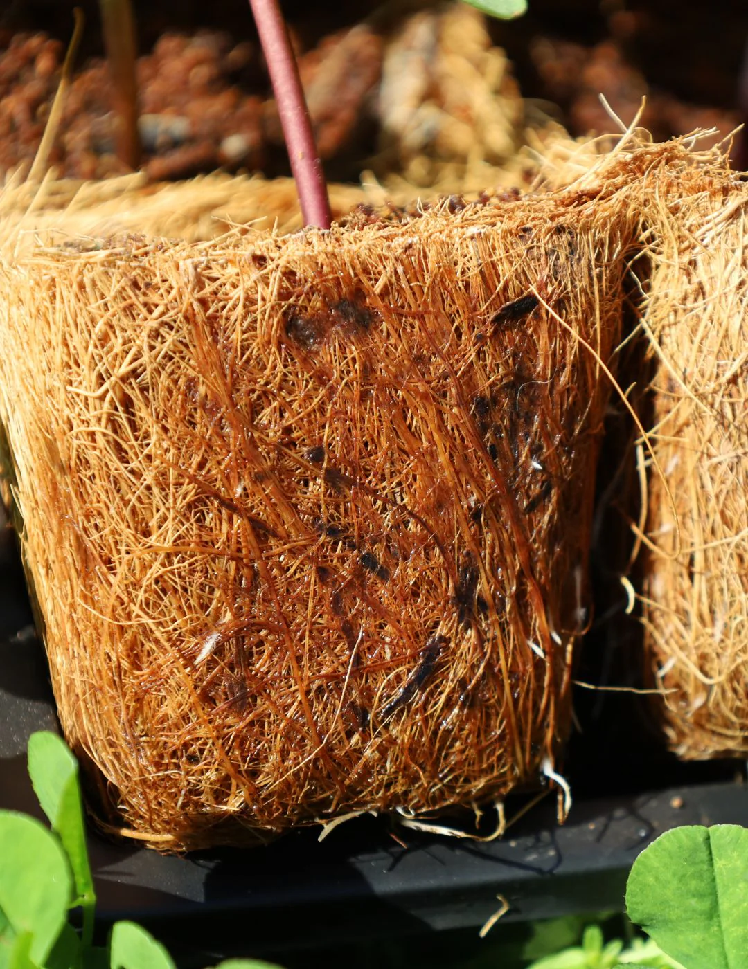 Mr Fothergill's 11cm Coco Fibre Pot (6 Pots) - Image 4