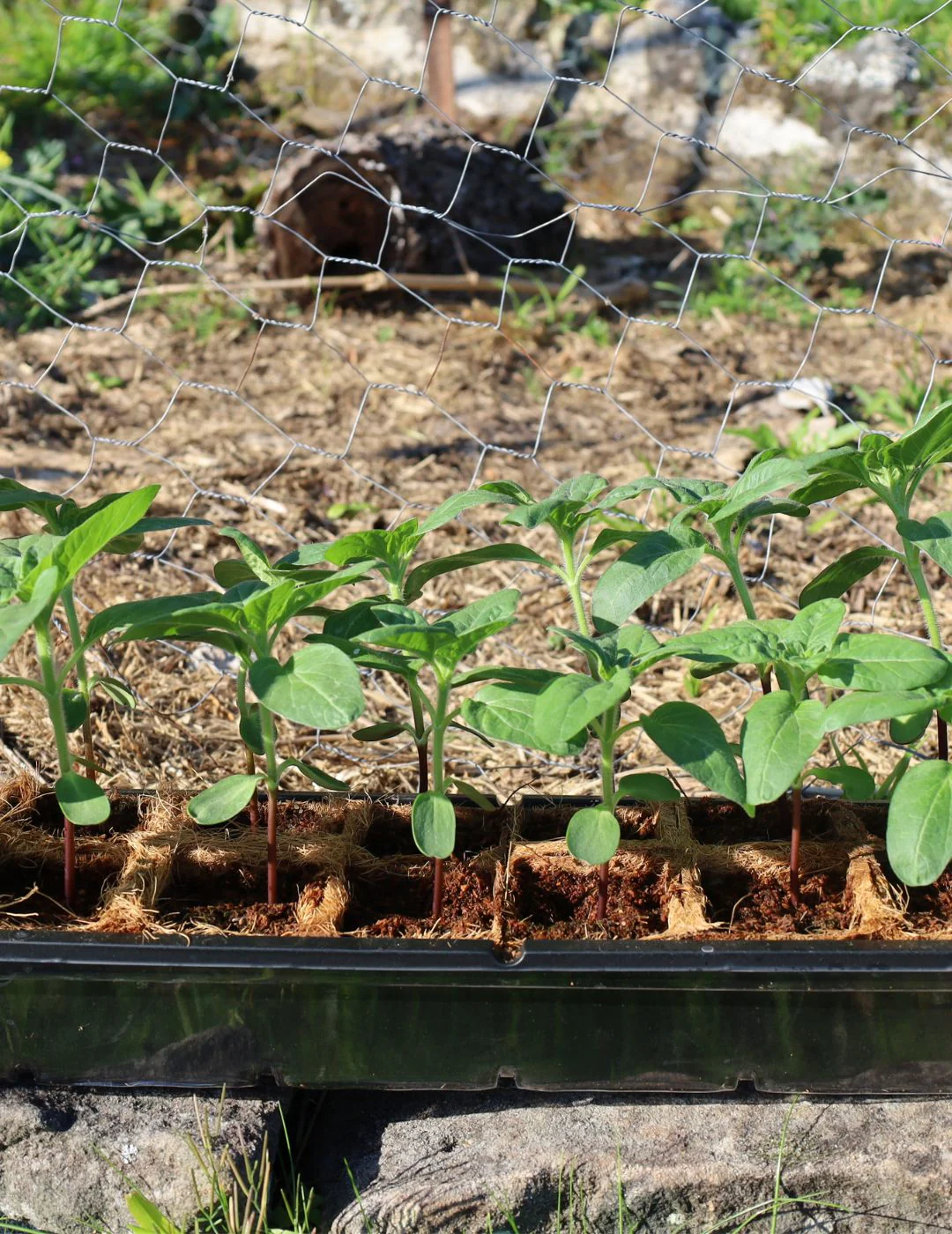 Mr Fothergill's 6cm Coco Fibre Pot Greenhouse Kit (16 Pots) - Image 5