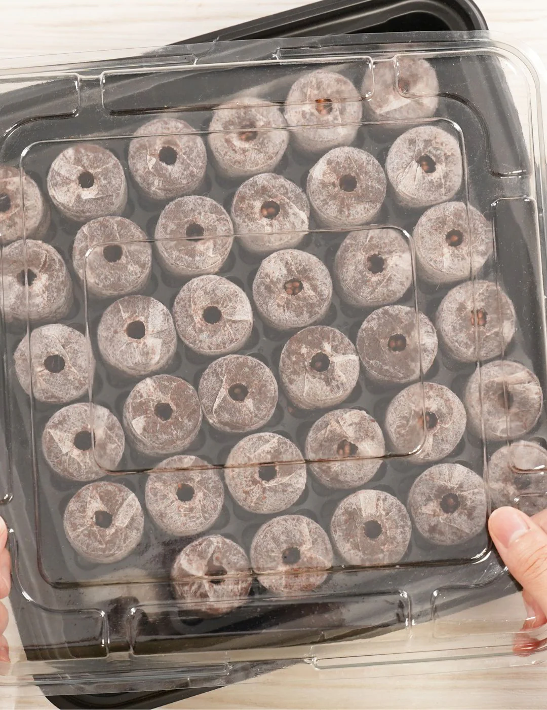 Mr Fothergill's 35mm Coco Fibre Self-Watering Greenhouse Kit (35 Pellets) - Image 3