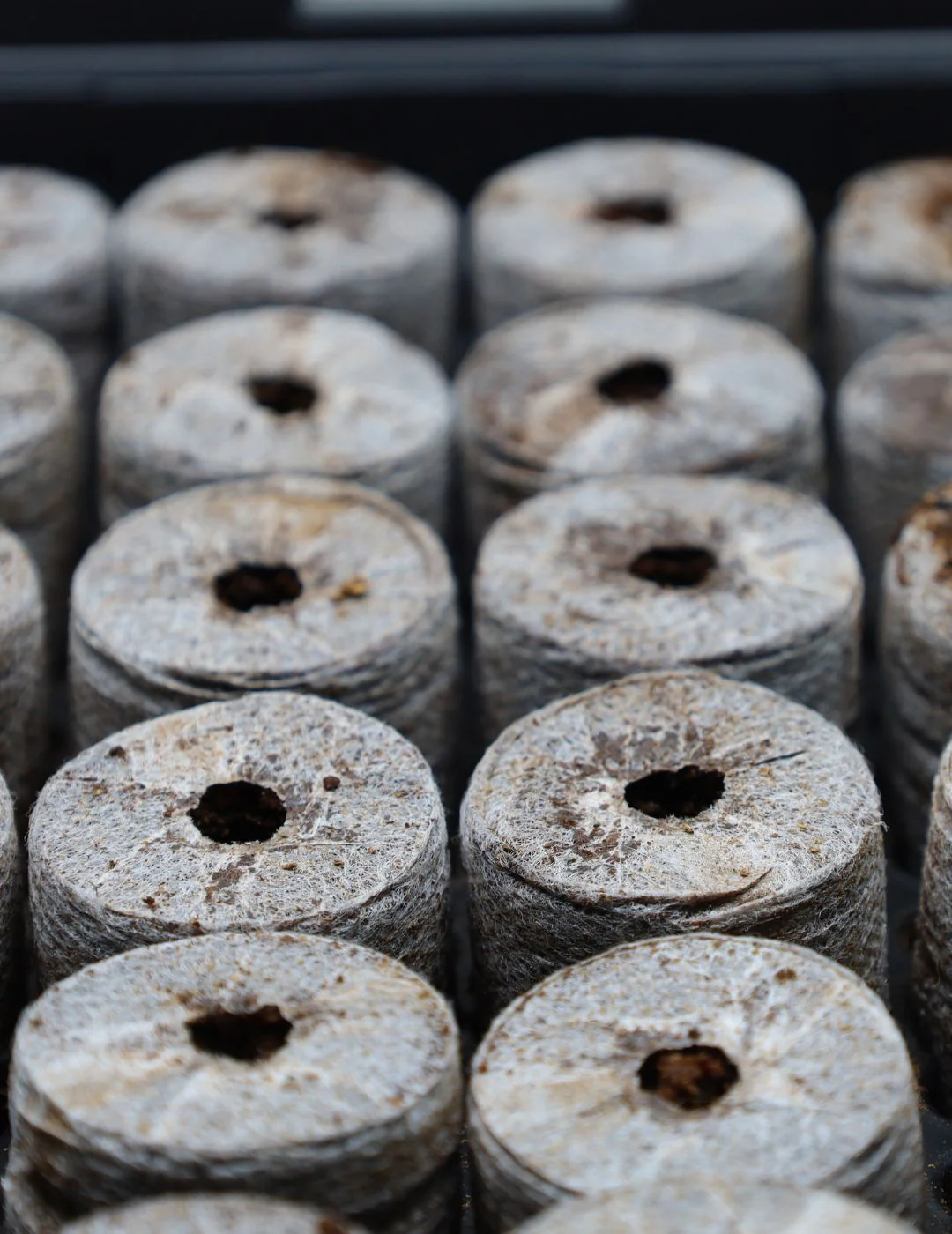 Mr Fothergill's 35mm Coco Fibre Self-Watering Greenhouse Kit (35 Pellets) - Image 7