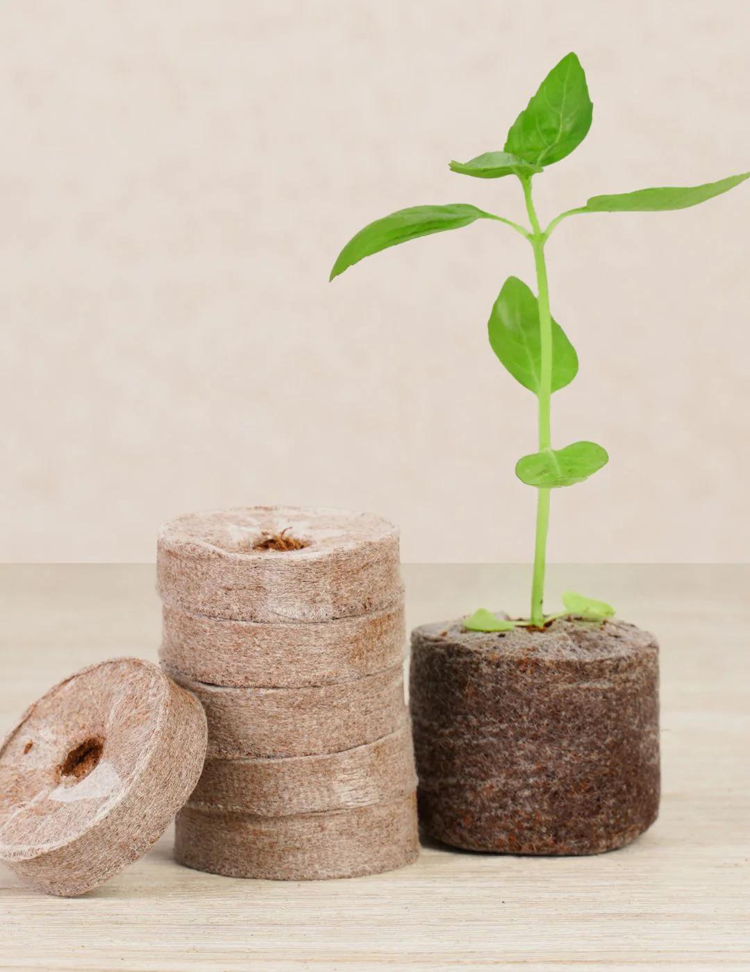 Mr Fothergill's 35mm Coco Fibre Self-Watering Greenhouse Kit (35 Pellets) - Image 8