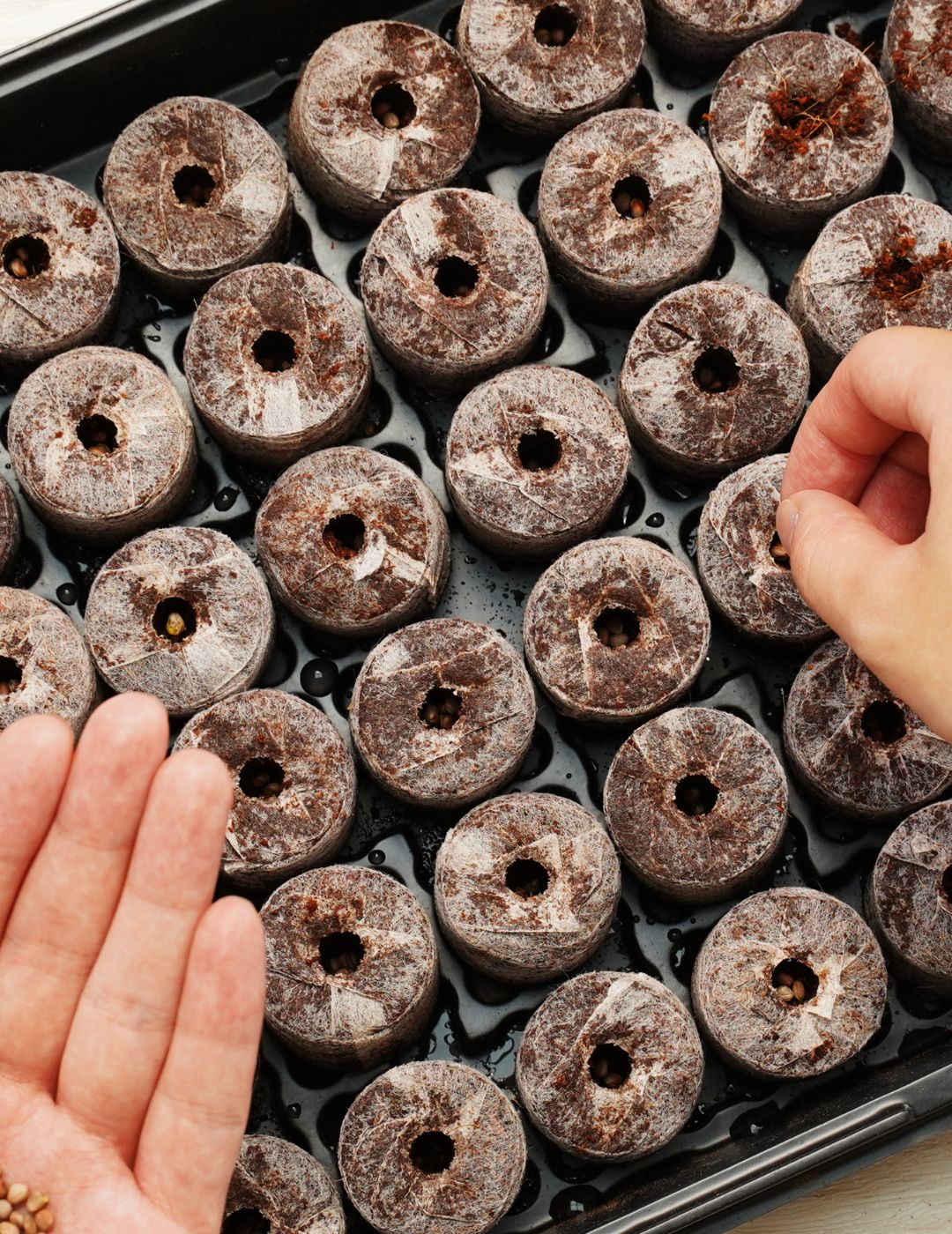 Mr Fothergill's 35mm Coco Fibre Greenhouse Kit (72 Pellets) - Image 3