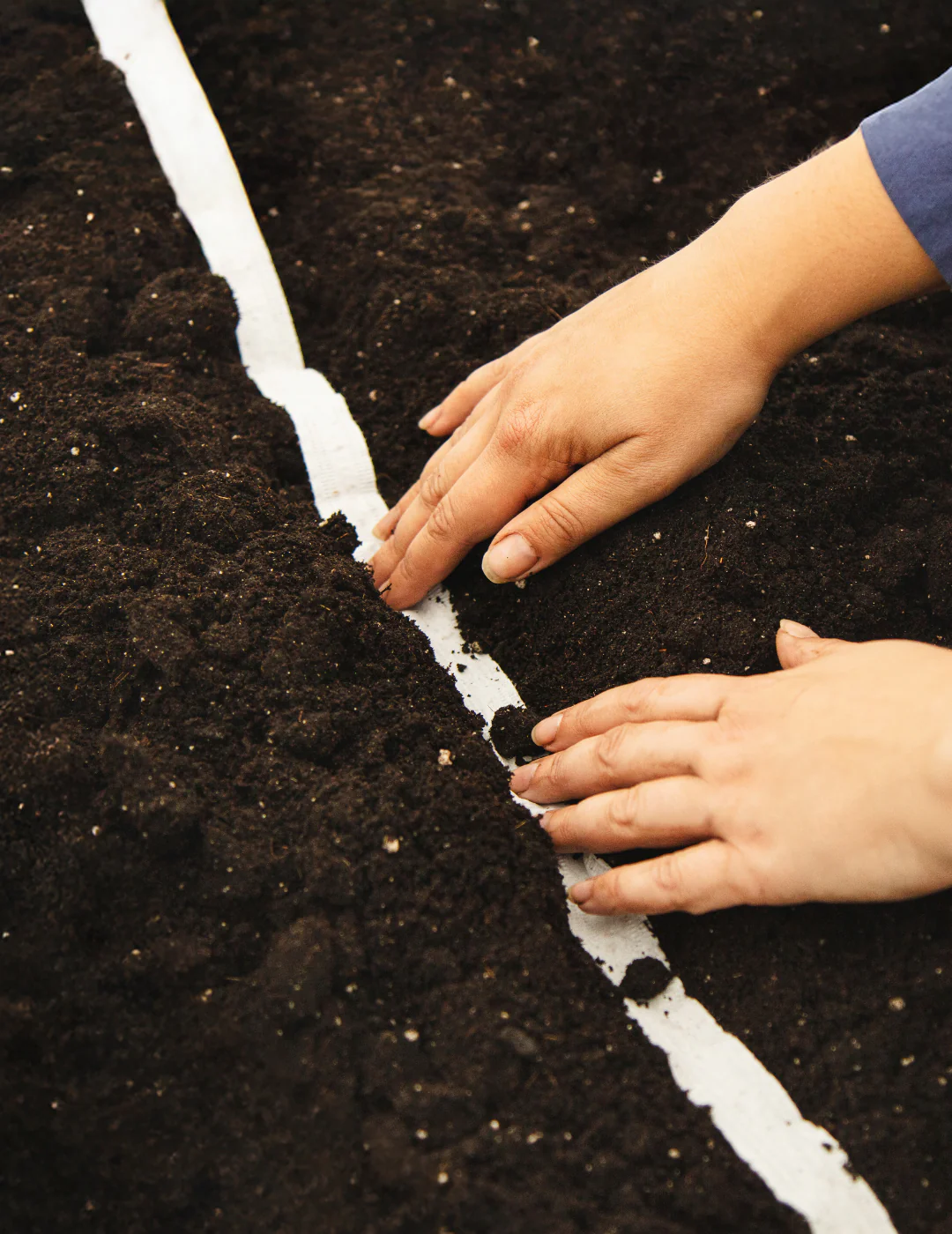 Pak Choi Seed Tape - Image 3