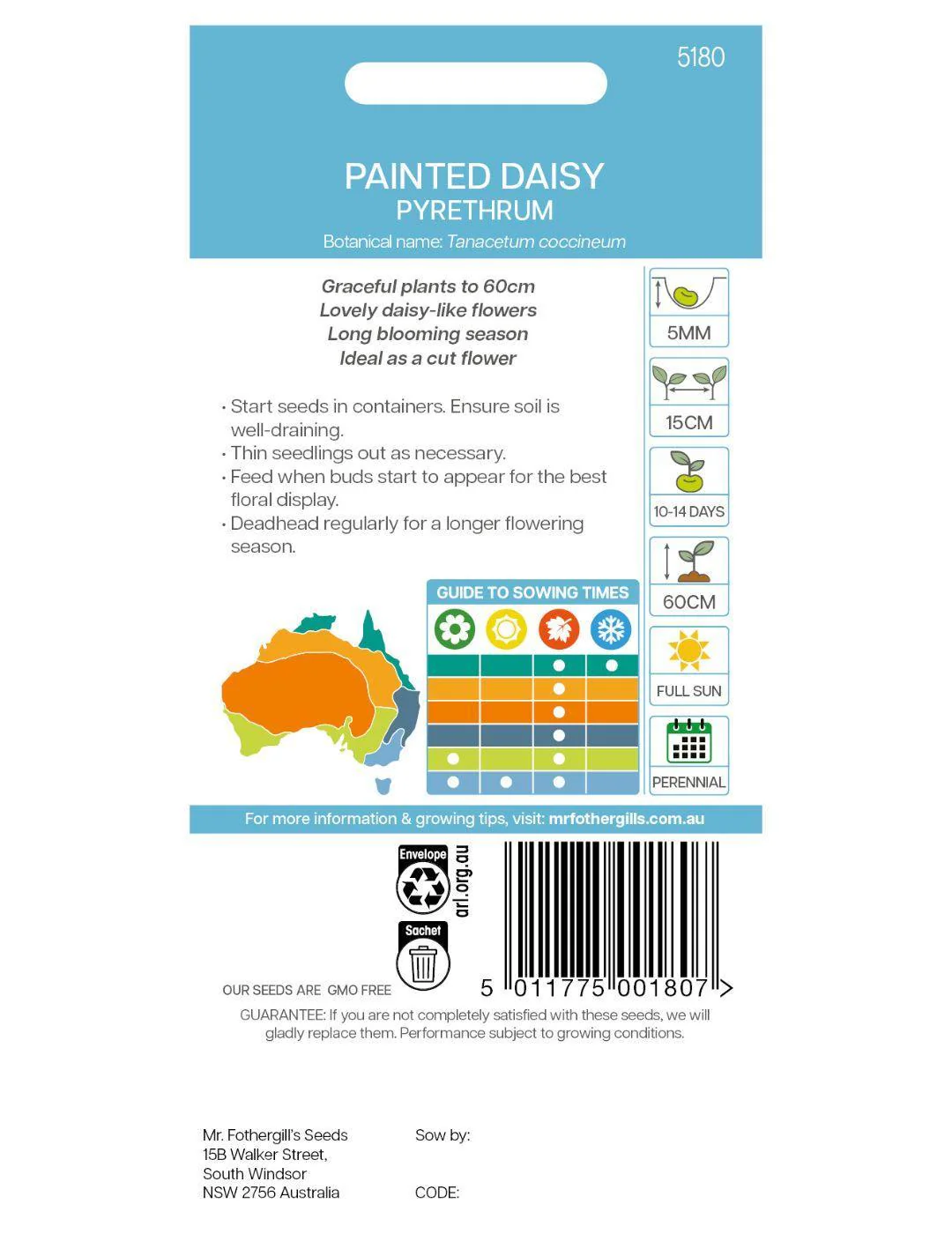 Painted Daisy (Pyrethrum) Large Mix - Image 3