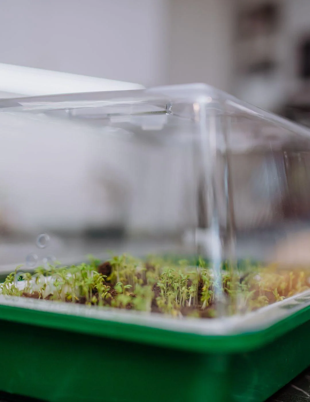 Seed and Cutting Greenhouse - Image 3